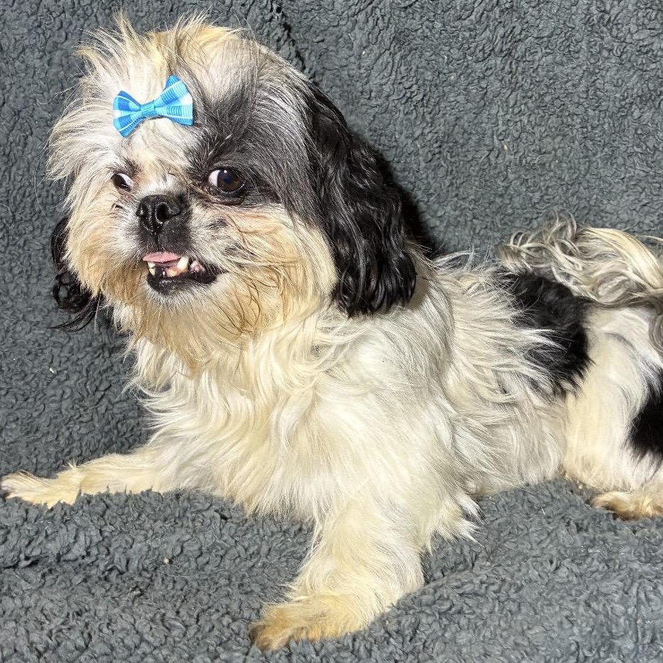 Pretty Girl, a ADOPTABLE mixed breed in Pelham, NH image 2/6