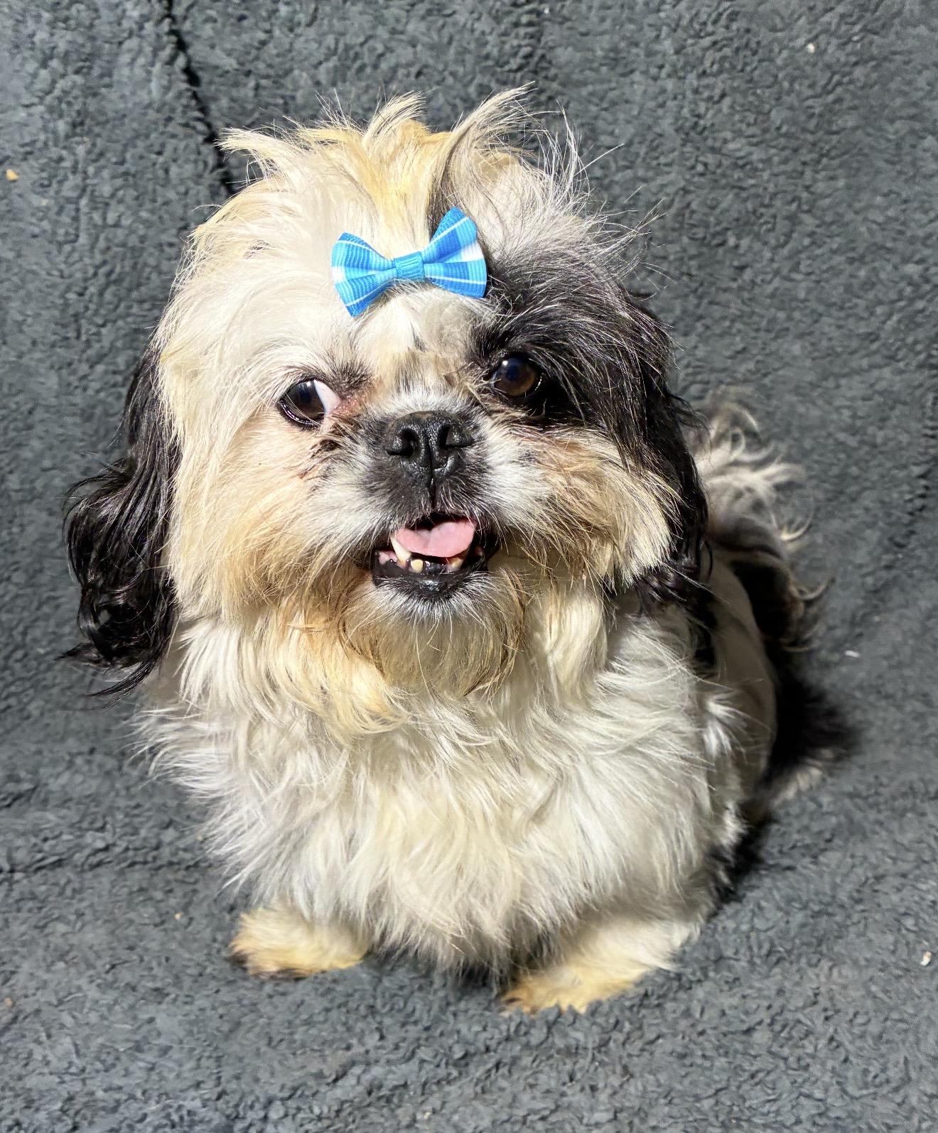 Pretty Girl, a ADOPTABLE mixed breed in Pelham, NH image 3/6