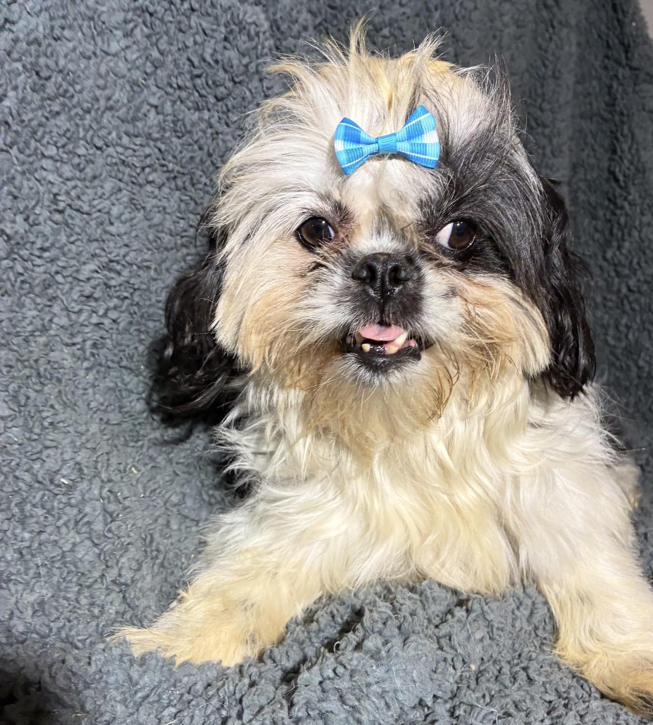 Pretty Girl, a ADOPTABLE mixed breed in Pelham, NH image 4/6