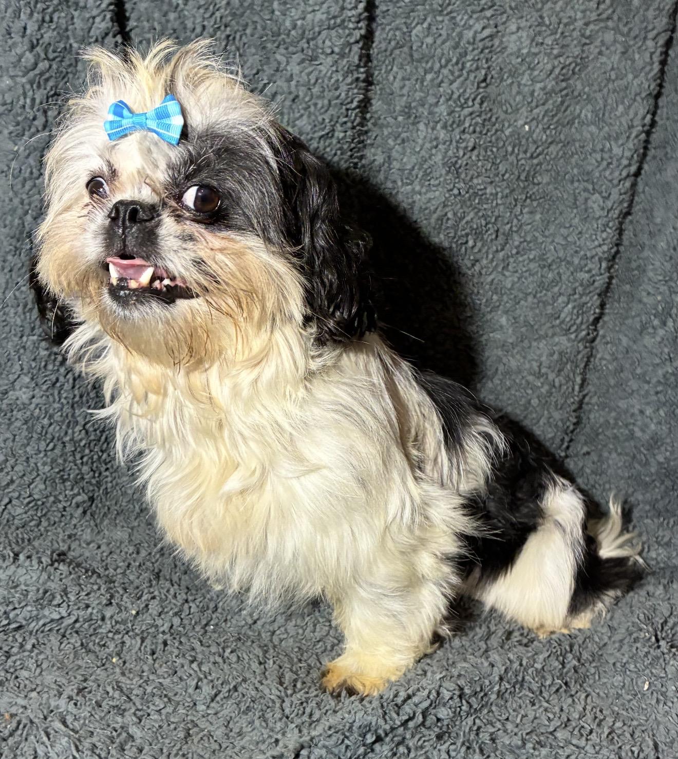 Pretty Girl, a ADOPTABLE mixed breed in Pelham, NH image 6/6