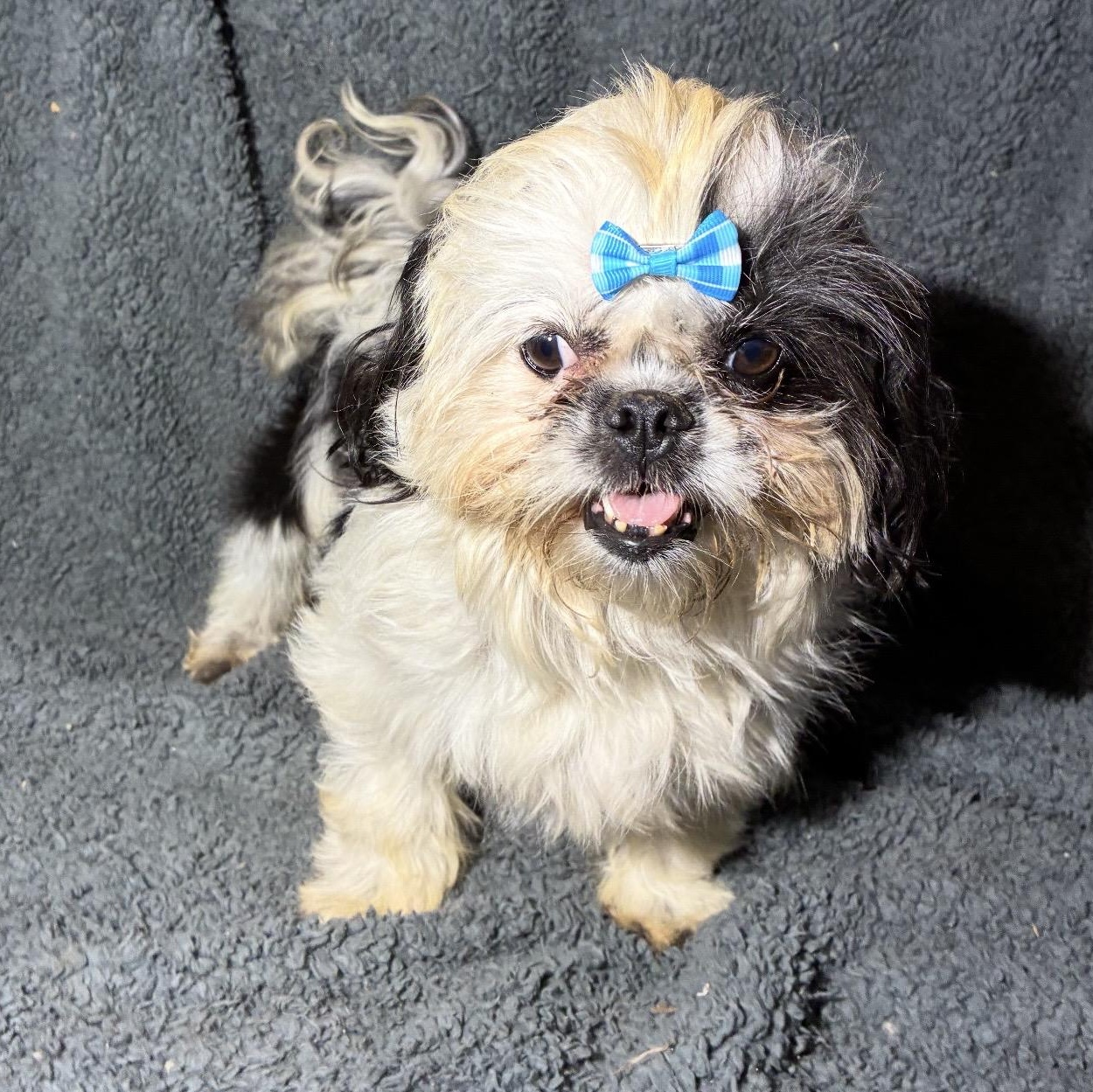 Pretty Girl, a ADOPTABLE mixed breed in Pelham, NH image 5/6