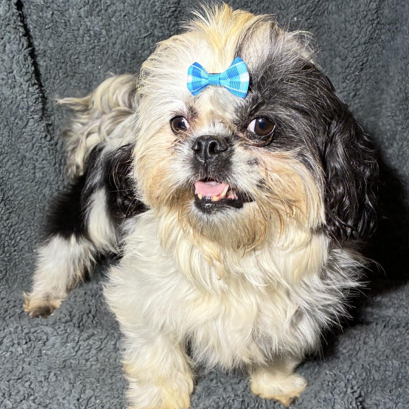 Pretty Girl, ADOPTABLE, Adult Female Shih Tzu & Pekingese.