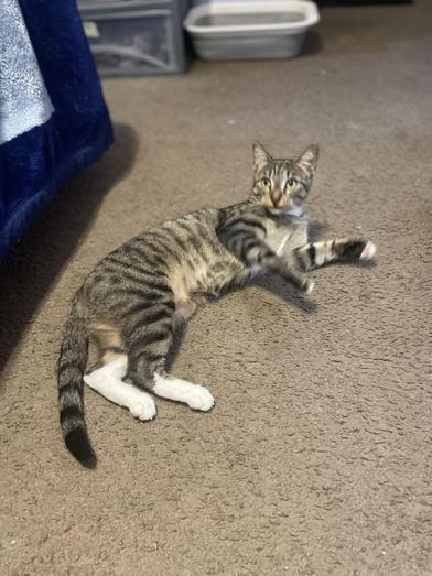 Mama Bella