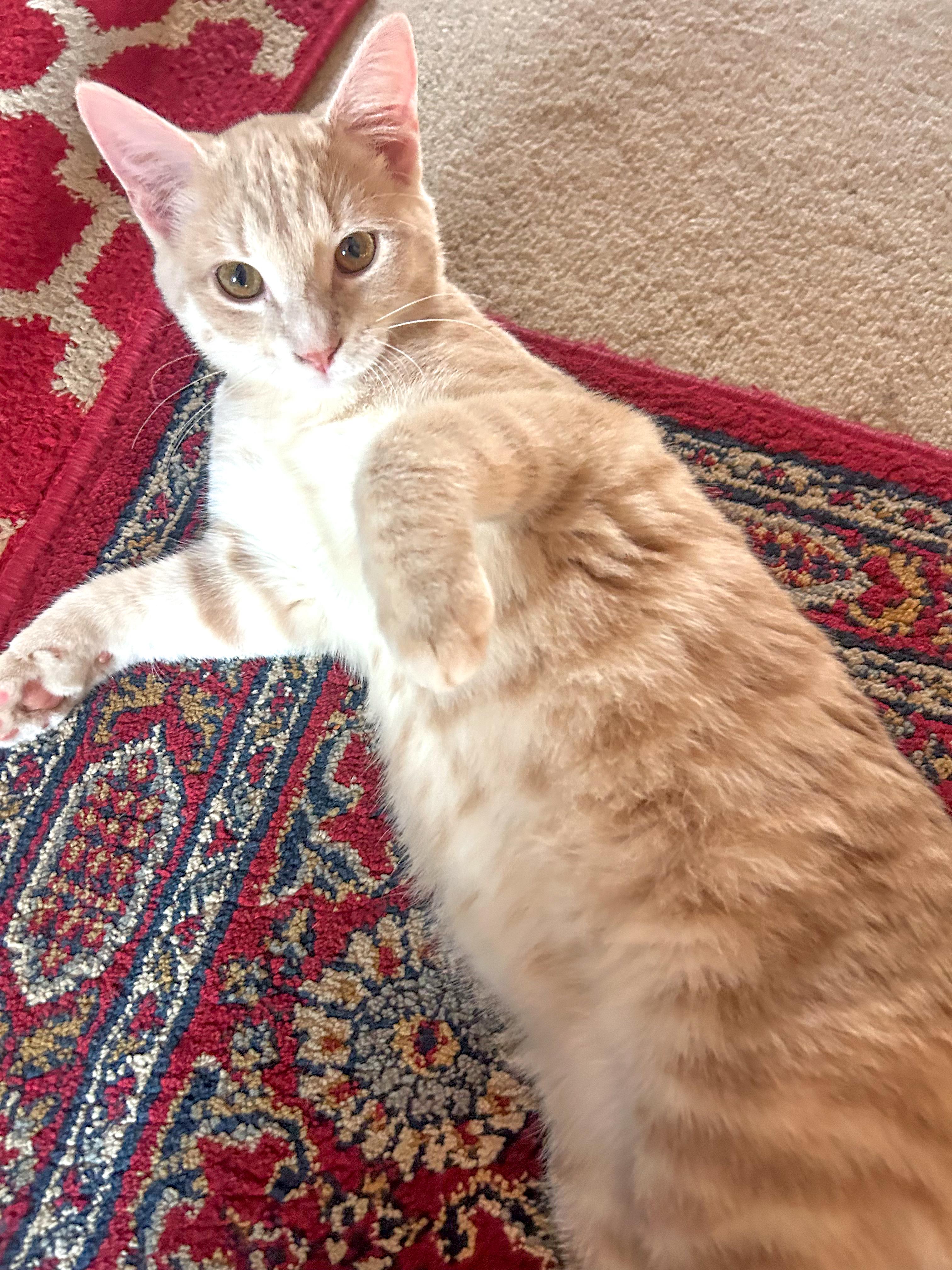 Braxton, a Adoptable Domestic Short Hair in Alexandria, VA image 3/5