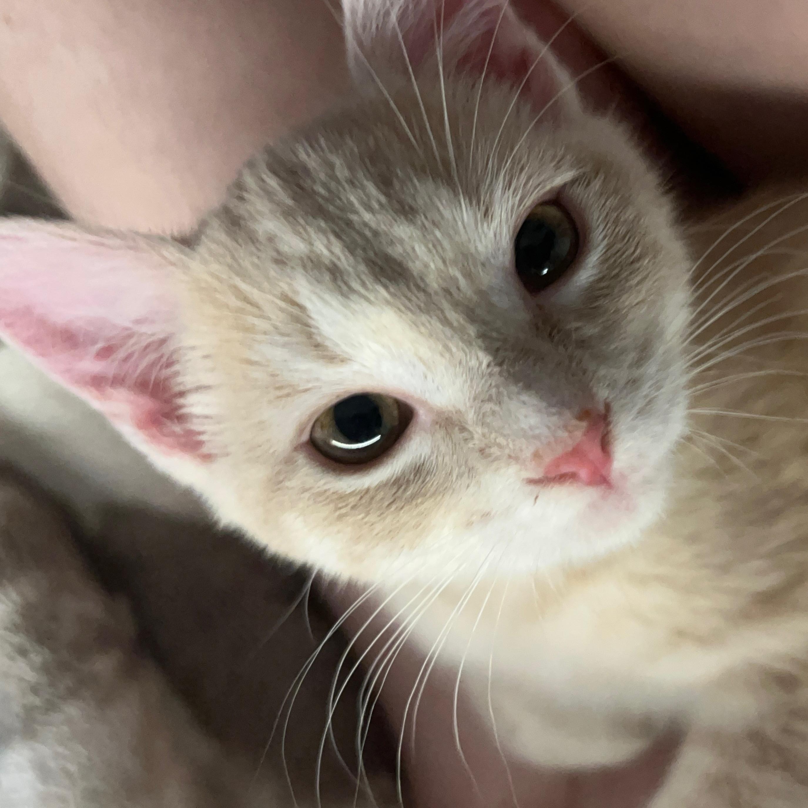 Enlarge Braxton, a Adoptable Domestic Short Hair in Alexandria, VA image 1/2