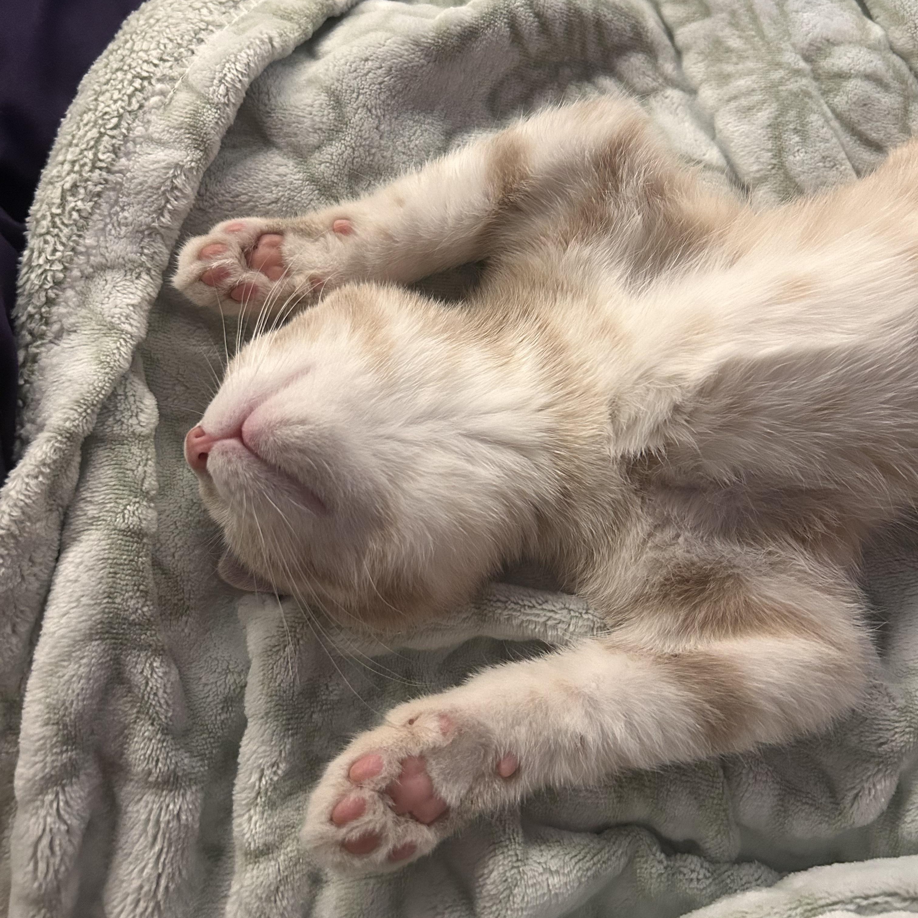 Enlarge Braxton, a Adoptable Domestic Short Hair in Alexandria, VA image 2/2