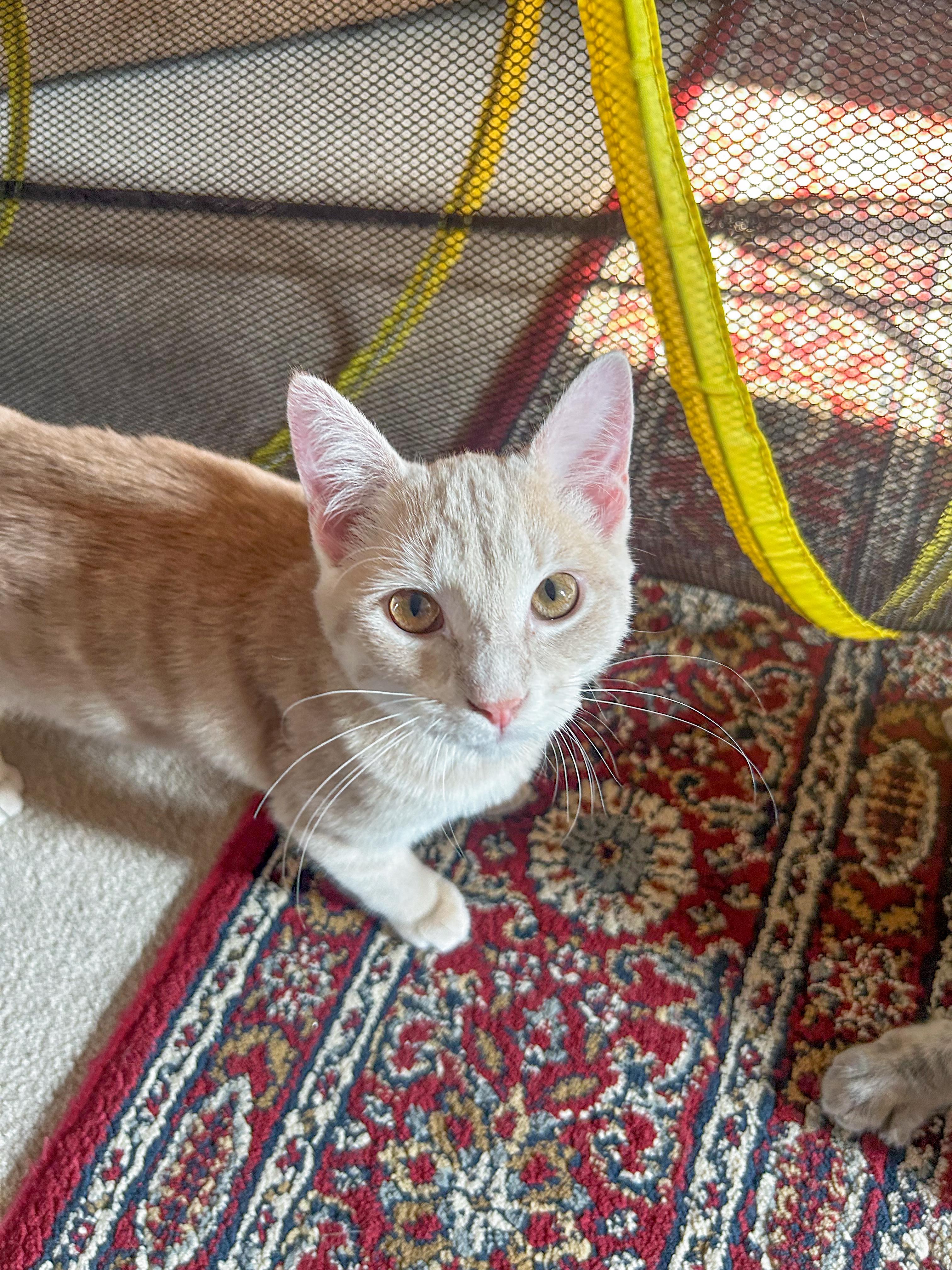 Braxton, a Adoptable Domestic Short Hair in Alexandria, VA image 4/5