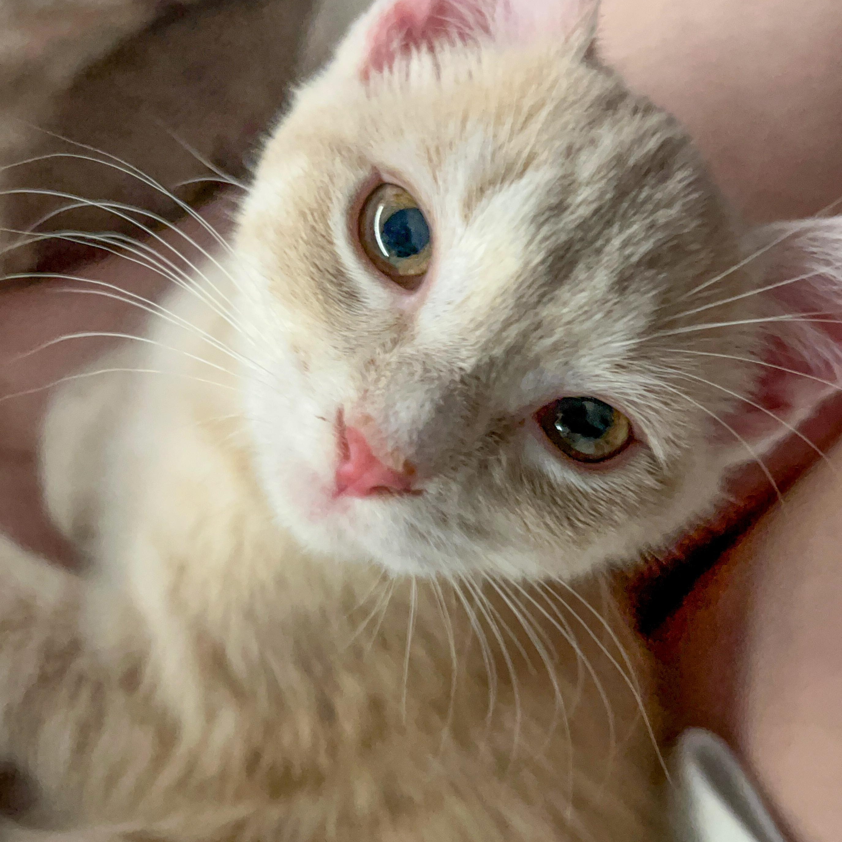 Braxton, a Adoptable Domestic Short Hair in Alexandria, VA image 1/5