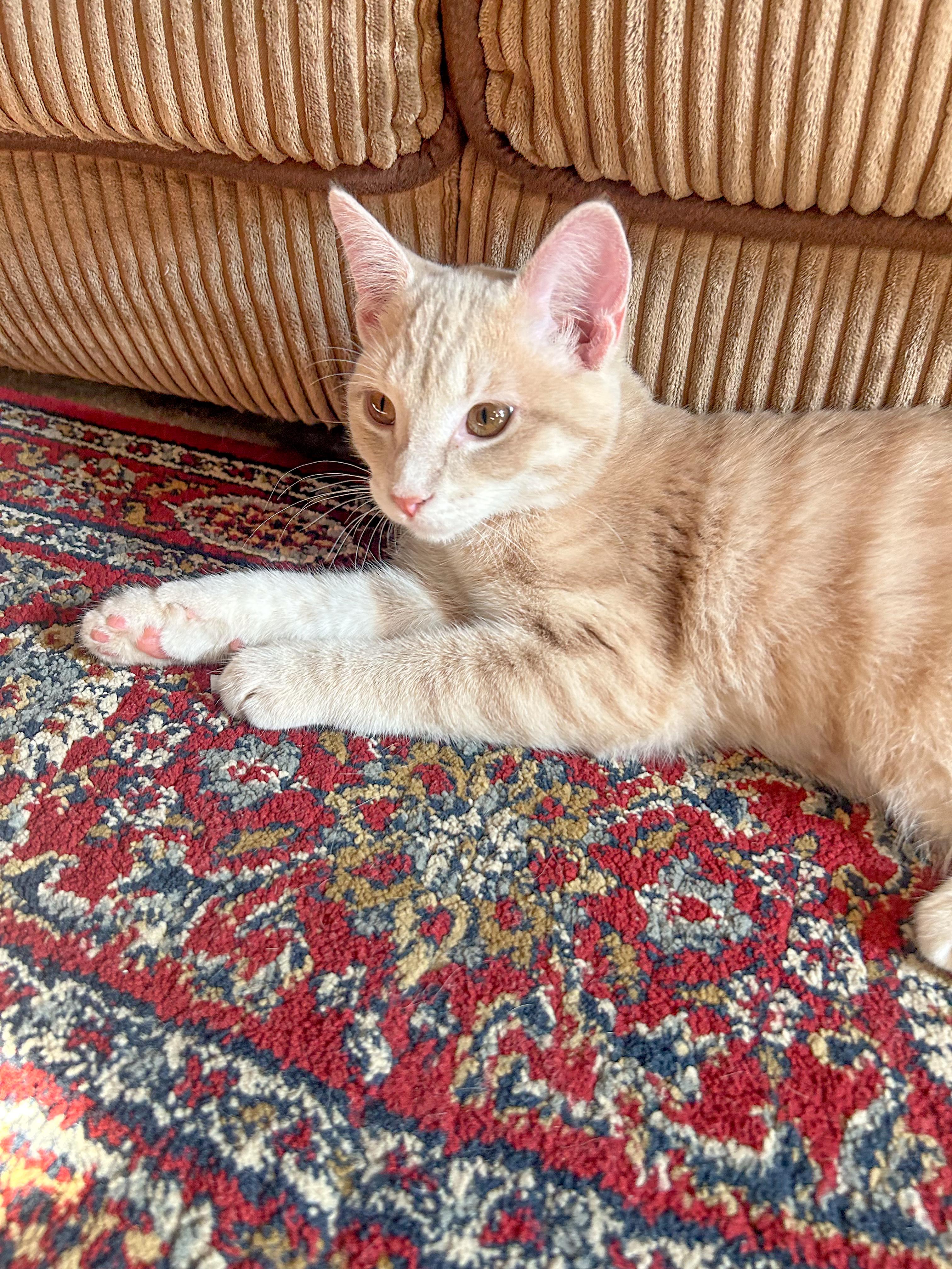 Braxton, a Adoptable Domestic Short Hair in Alexandria, VA image 5/5