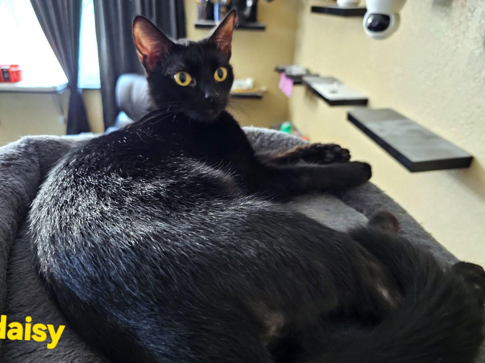 Enlarge Daisy (Gail), a Adoptable Domestic Short Hair in St. Cloud, FL image 1/2