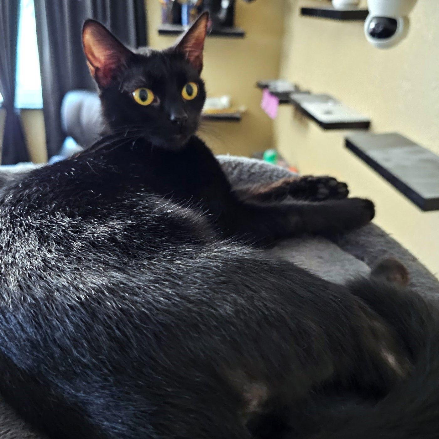 Enlarge Daisy (Gail), a Adoptable Domestic Short Hair in St. Cloud, FL image 2/2