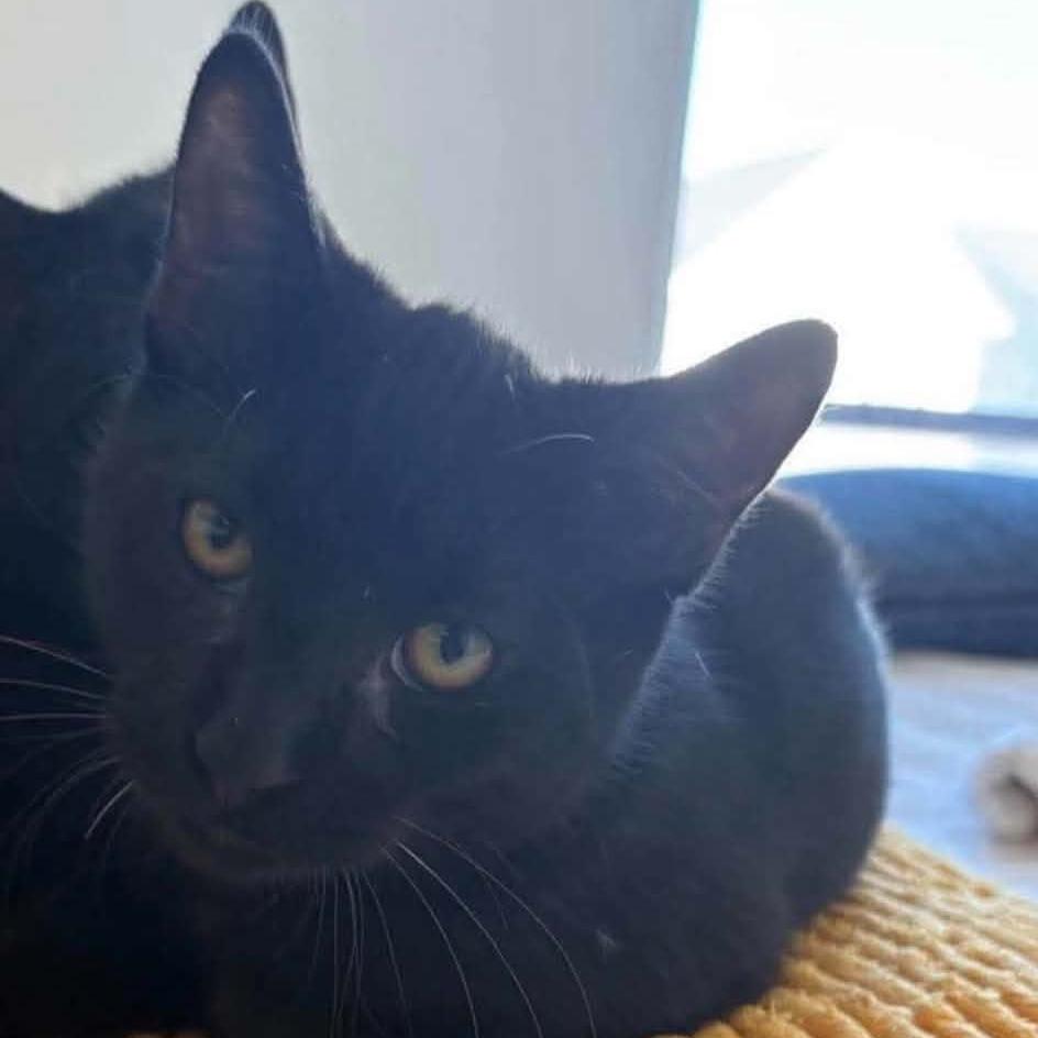 Enlarge Twinkie, a Adoptable Domestic Short Hair in Winchester, VA image 1/1