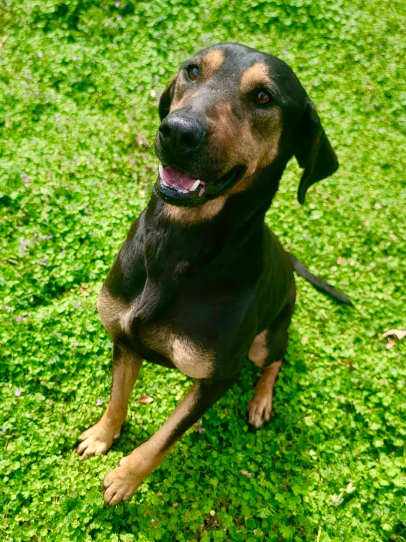 Gracie, a Adoptable mixed breed in Flower Mound, TX image 1/4
