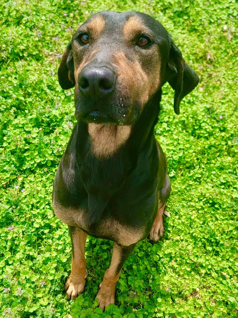 Gracie, a Adoptable mixed breed in Flower Mound, TX image 2/4