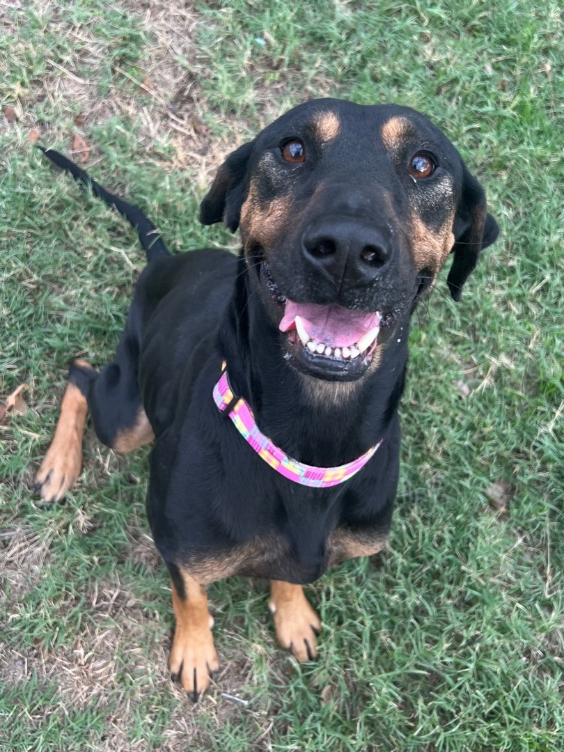 Gracie, a Adoptable mixed breed in Flower Mound, TX image 3/4