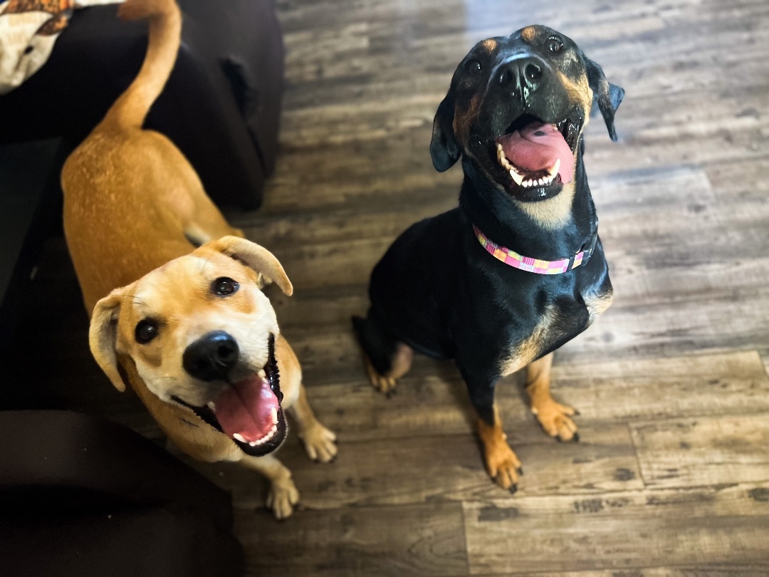 Gracie, a Adoptable mixed breed in Flower Mound, TX image 4/4