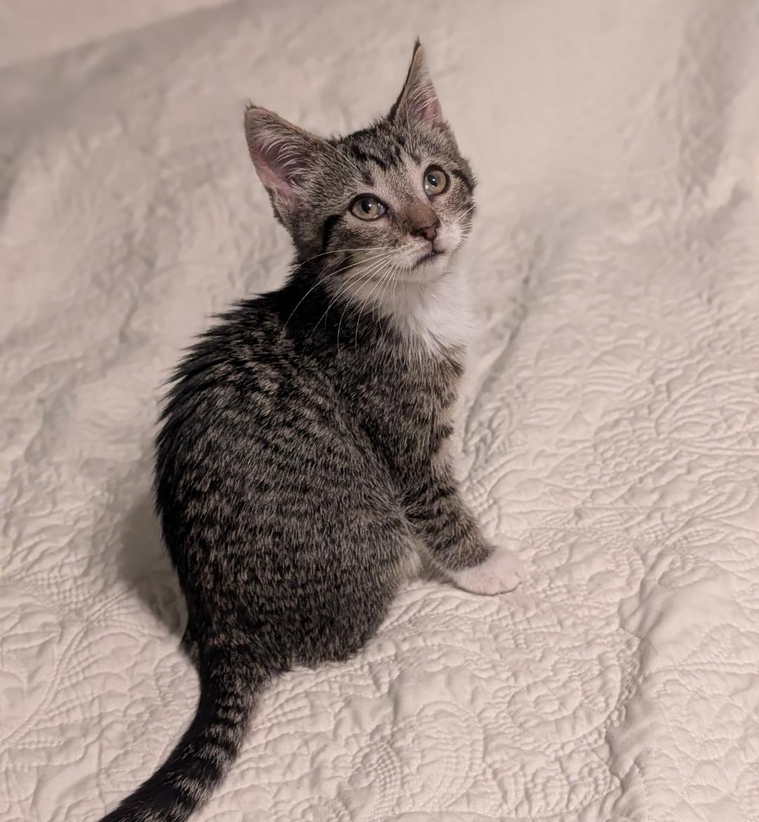 Enlarge Goose, a Adoptable mixed breed in Howell, MI image 2/2