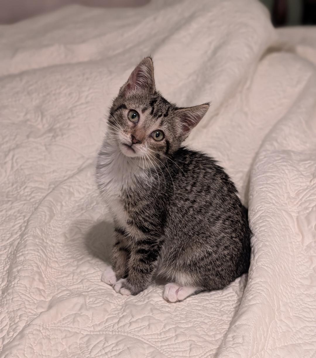 Goose, Adoptable, Kitten Female Tabby & Tiger.