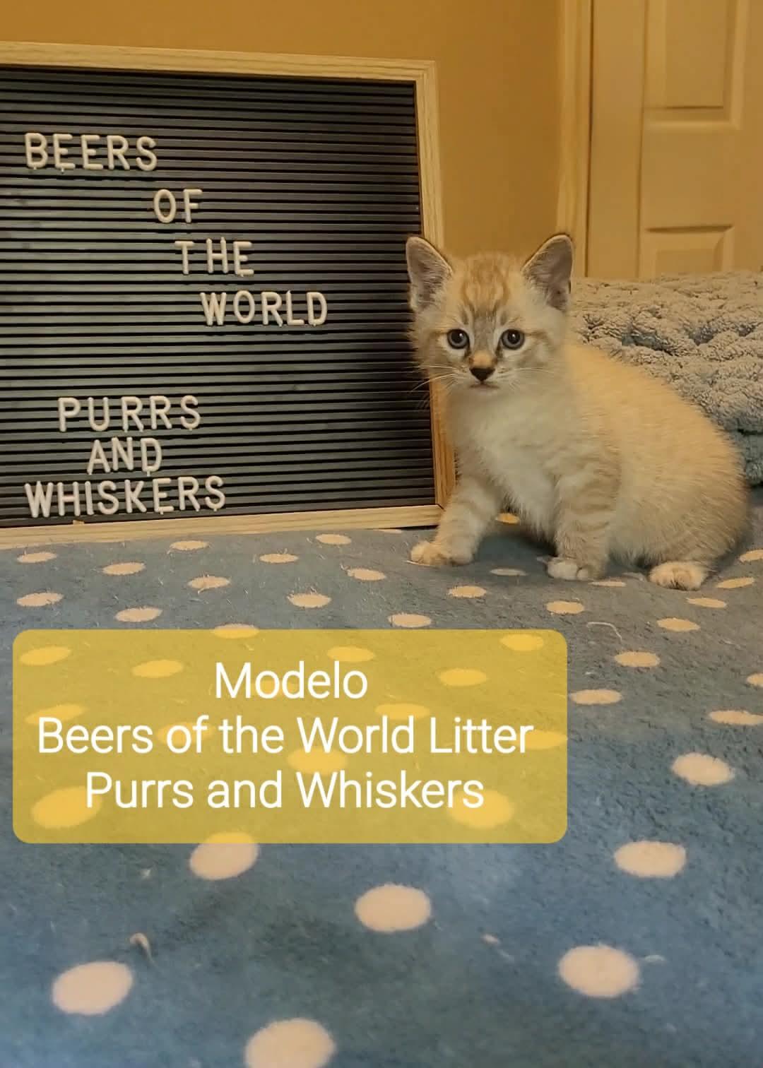 Modelo, adoptable, Kitten Male Domestic Short Hair.