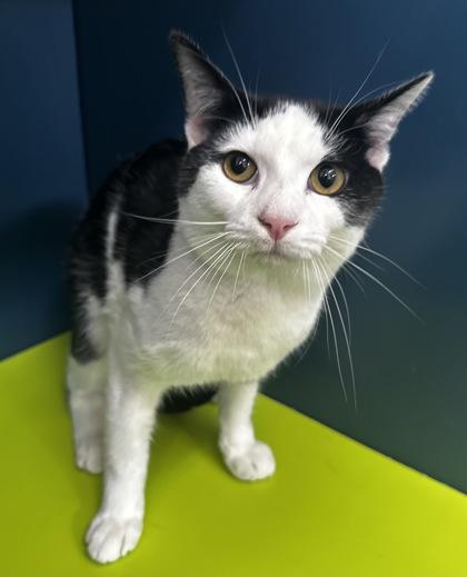 Amos, Adoptable, Young Male Domestic Short Hair & Domestic Short Hair.