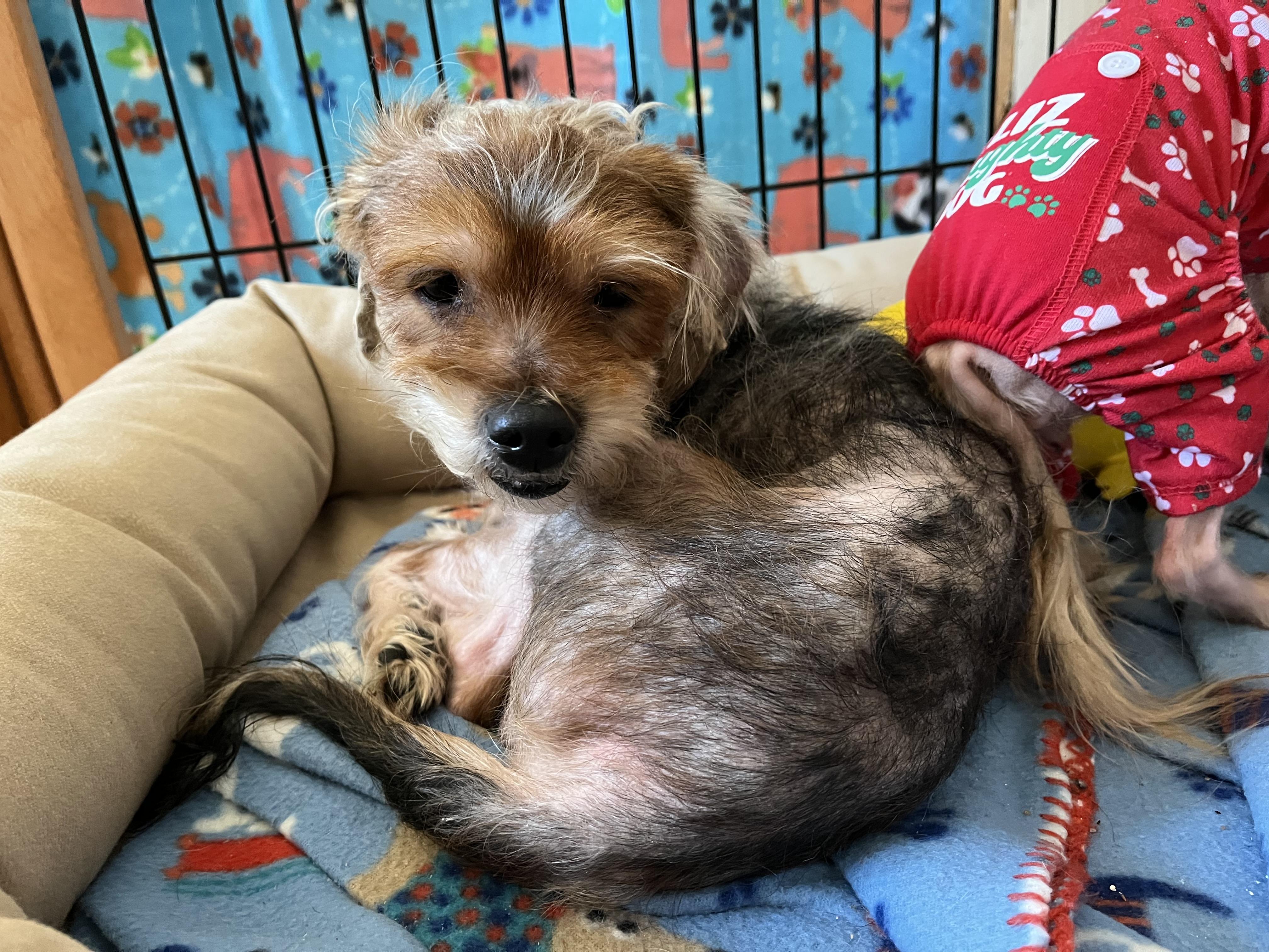 Gizmo