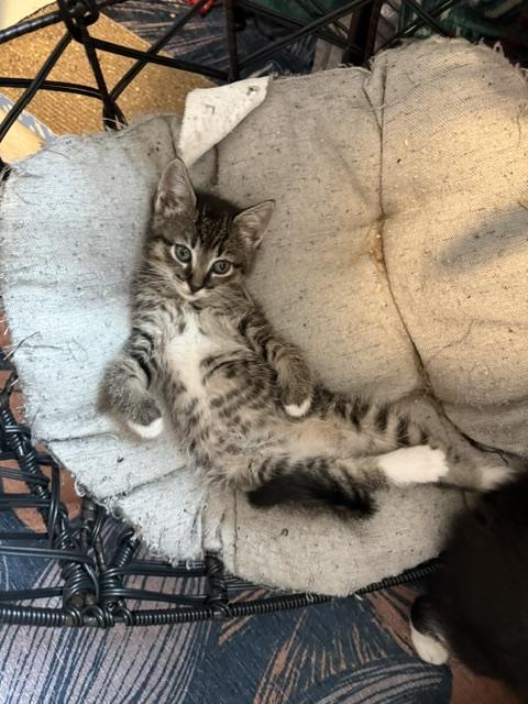 Enlarge Ketchikan, a Adoptable Domestic Short Hair in Olympia, WA image 3/3