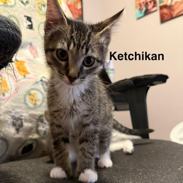 Ketchikan, Adoptable, Kitten Female Domestic Short Hair.