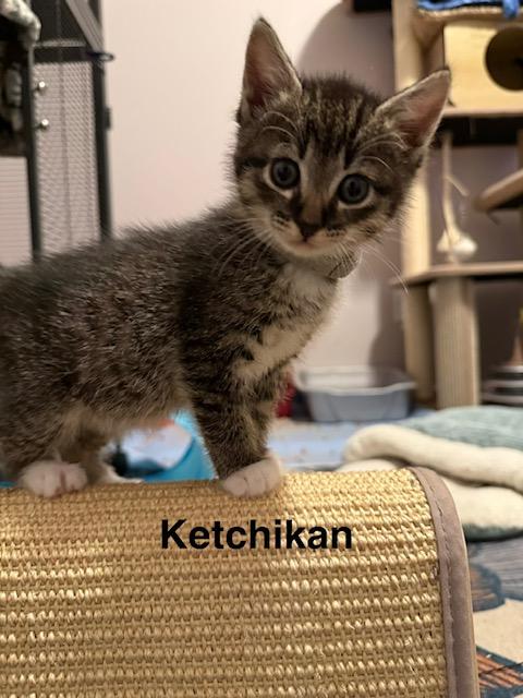 Enlarge Ketchikan, a Adoptable Domestic Short Hair in Olympia, WA image 2/3