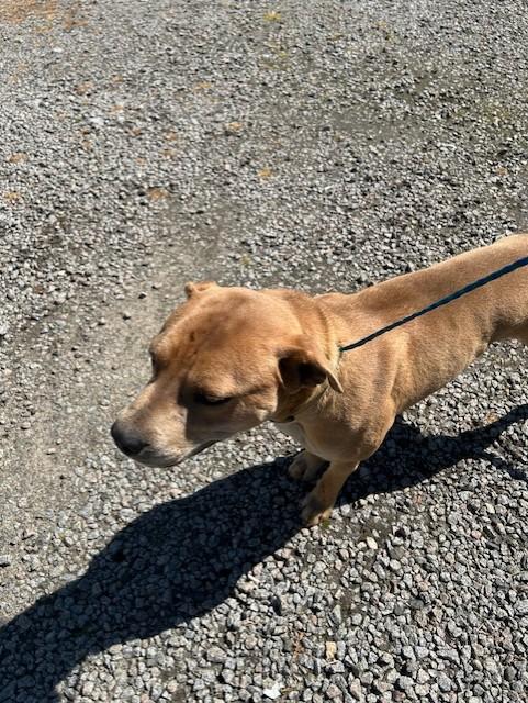 Enlarge Grasshopper22441, a ADOPTABLE mixed breed in Rocky Mount, NC image 3/3