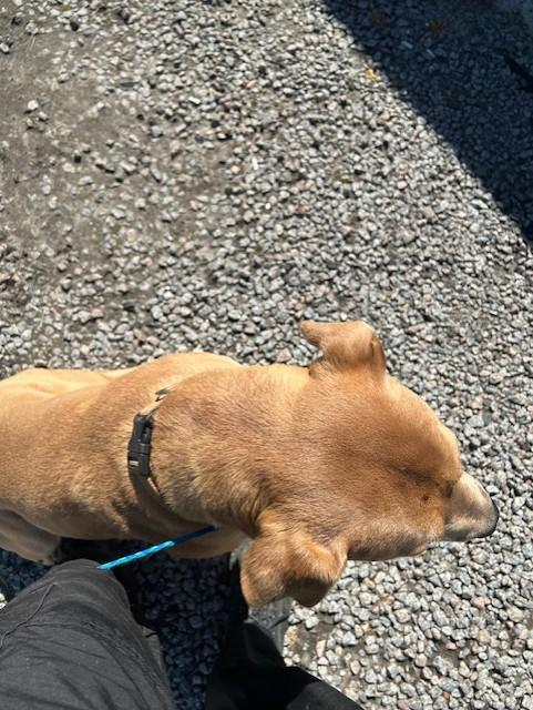 Enlarge Grasshopper22441, a ADOPTABLE mixed breed in Rocky Mount, NC image 2/3