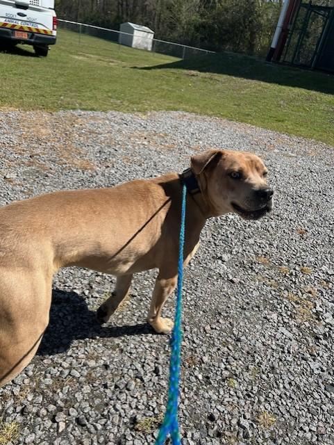 Grasshopper22441, ADOPTABLE, Young Male Pit Bull Terrier.