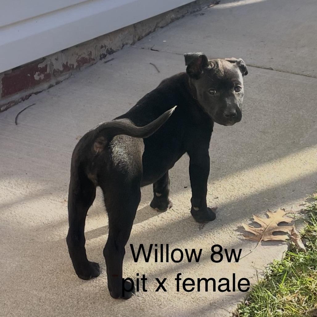 Willow, Adoptable, Puppy Female Pit Bull Terrier & American Staffordshire Terrier.