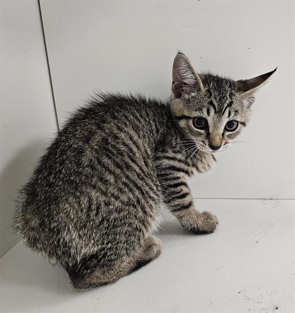 Enlarge NEO, a Adoptable Domestic Short Hair in Winter Haven, FL image 1/1
