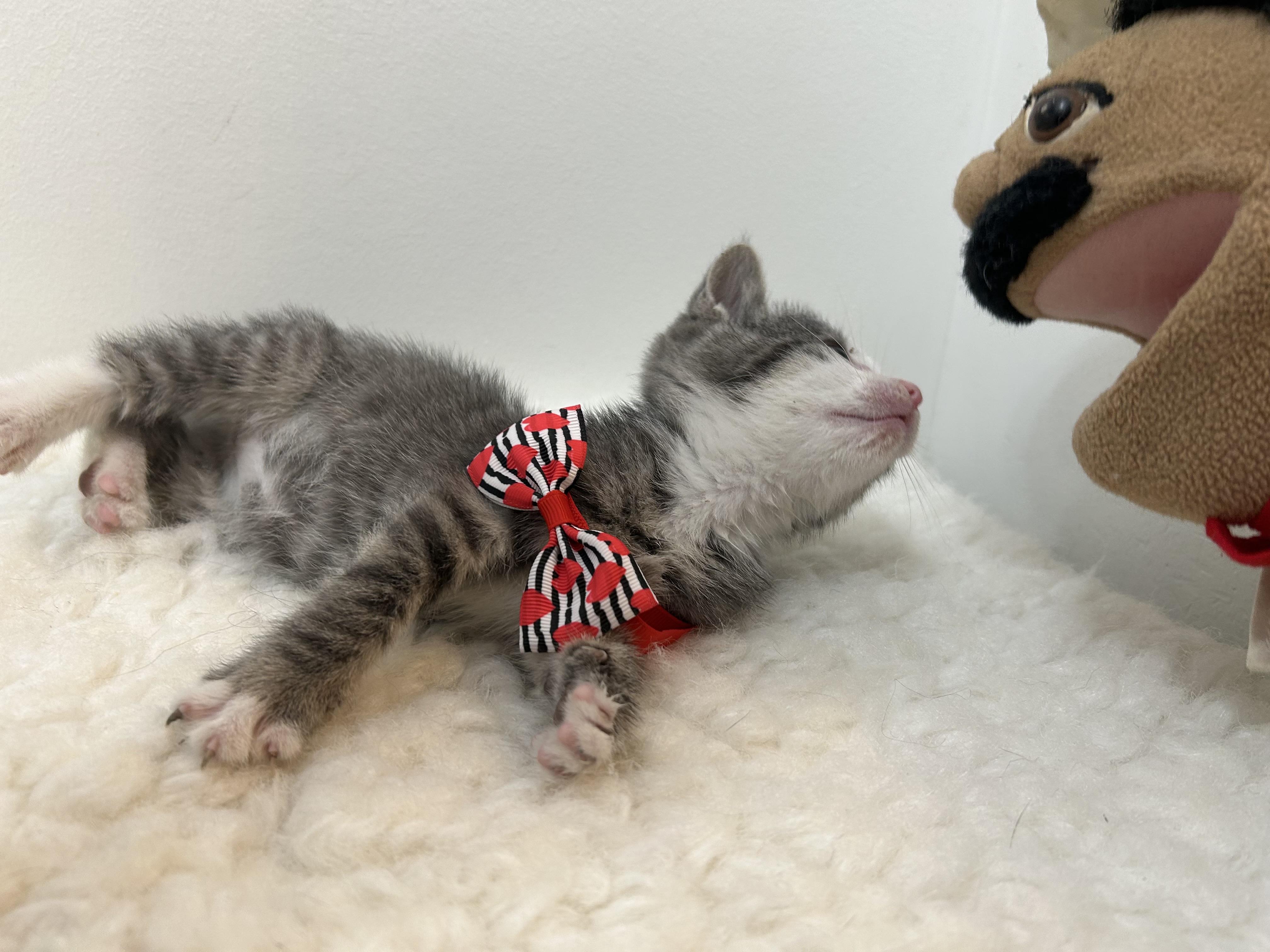 Enlarge Winter , a ADOPTABLE Domestic Short Hair in Wrightstown, NJ image 3/5