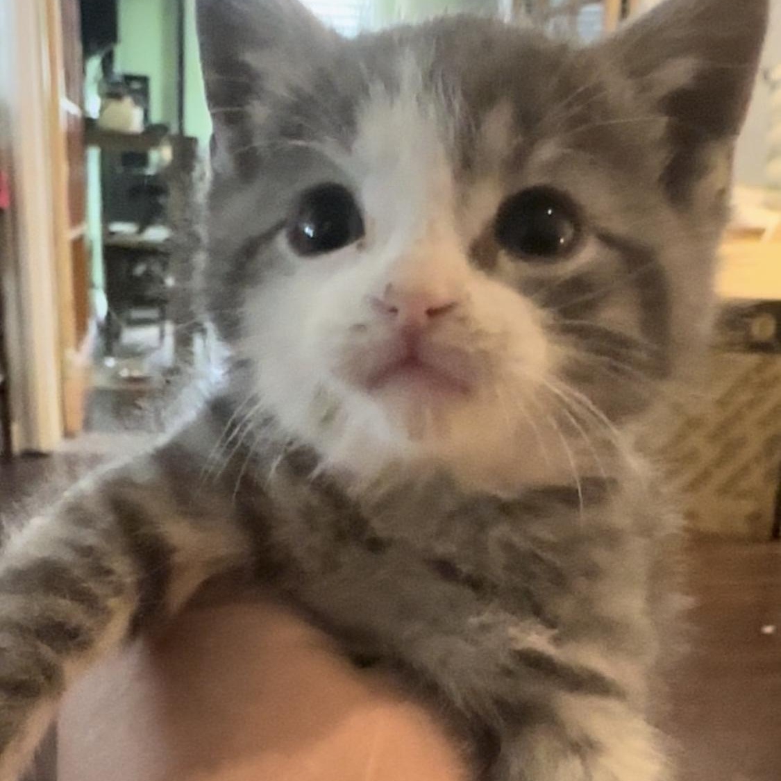 Winter , ADOPTABLE, Kitten Female Domestic Short Hair.