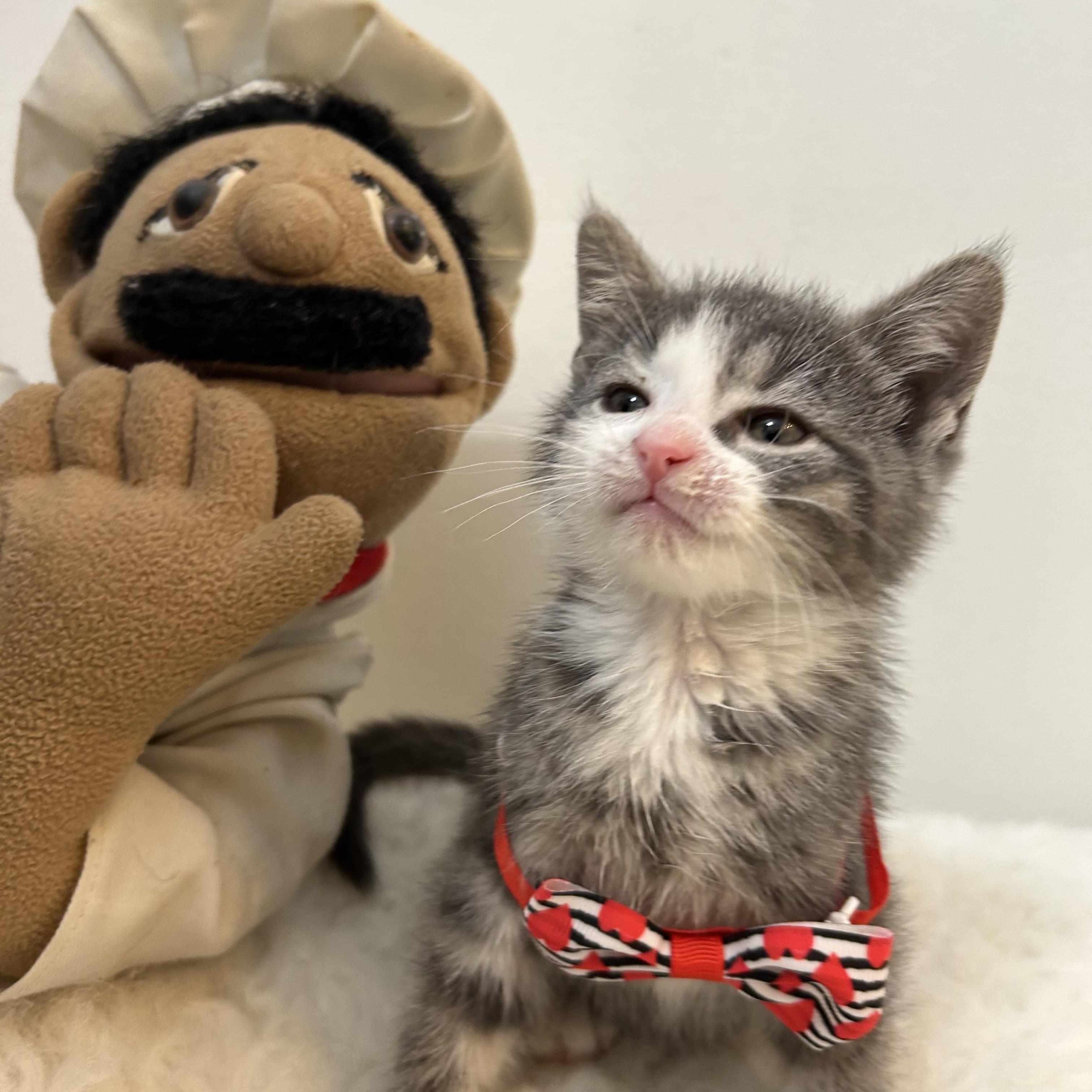 Winter , ADOPTABLE, Kitten Male Domestic Short Hair.