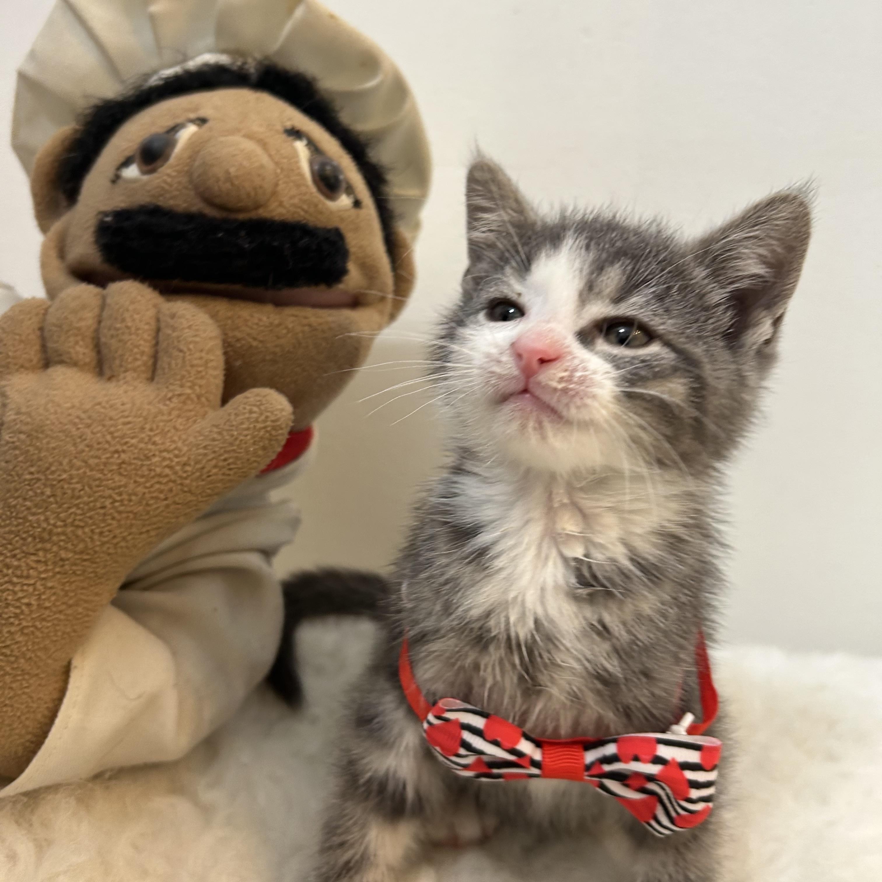 Enlarge Winter , a ADOPTABLE Domestic Short Hair in Wrightstown, NJ image 5/5