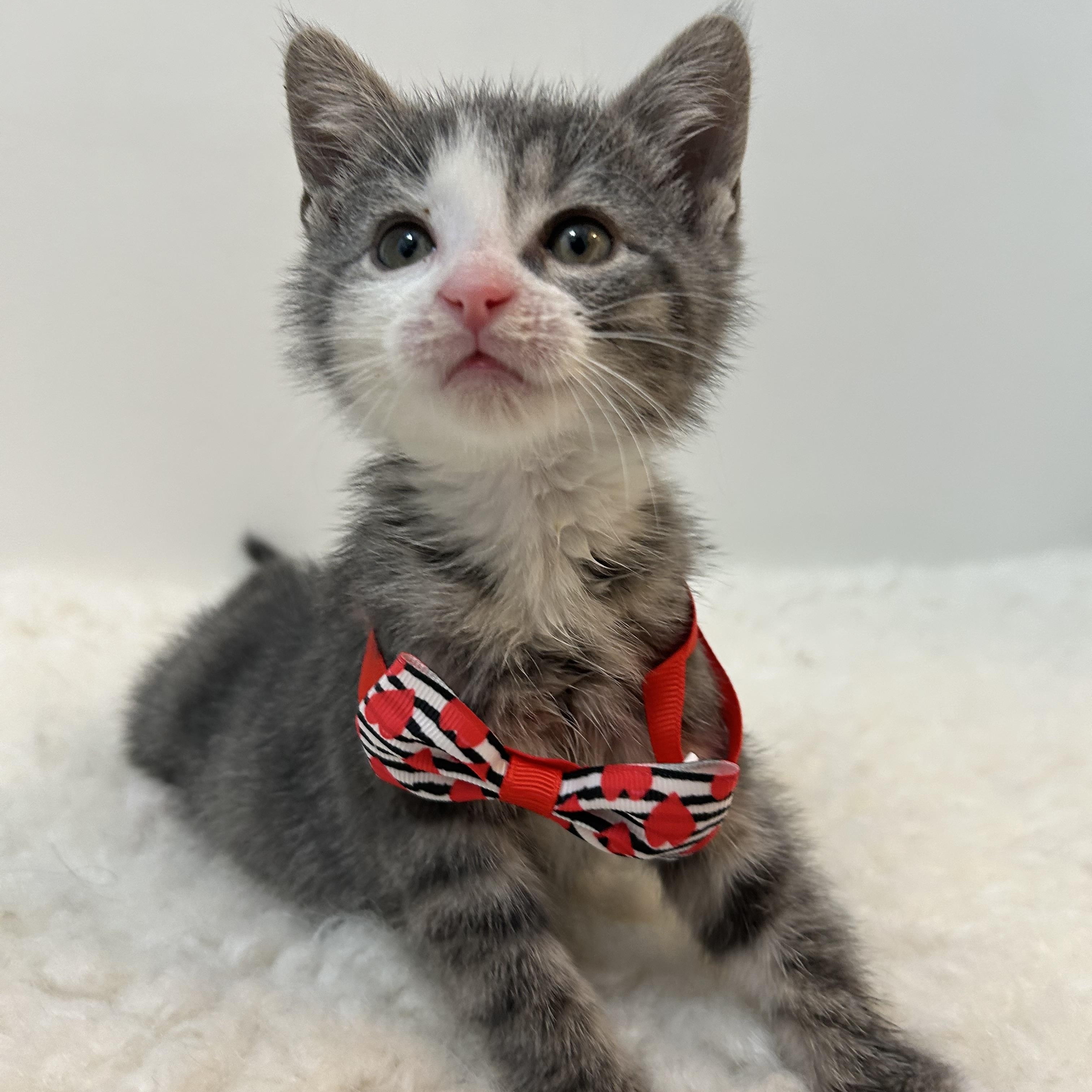 Enlarge Winter , a ADOPTABLE Domestic Short Hair in Wrightstown, NJ image 4/5