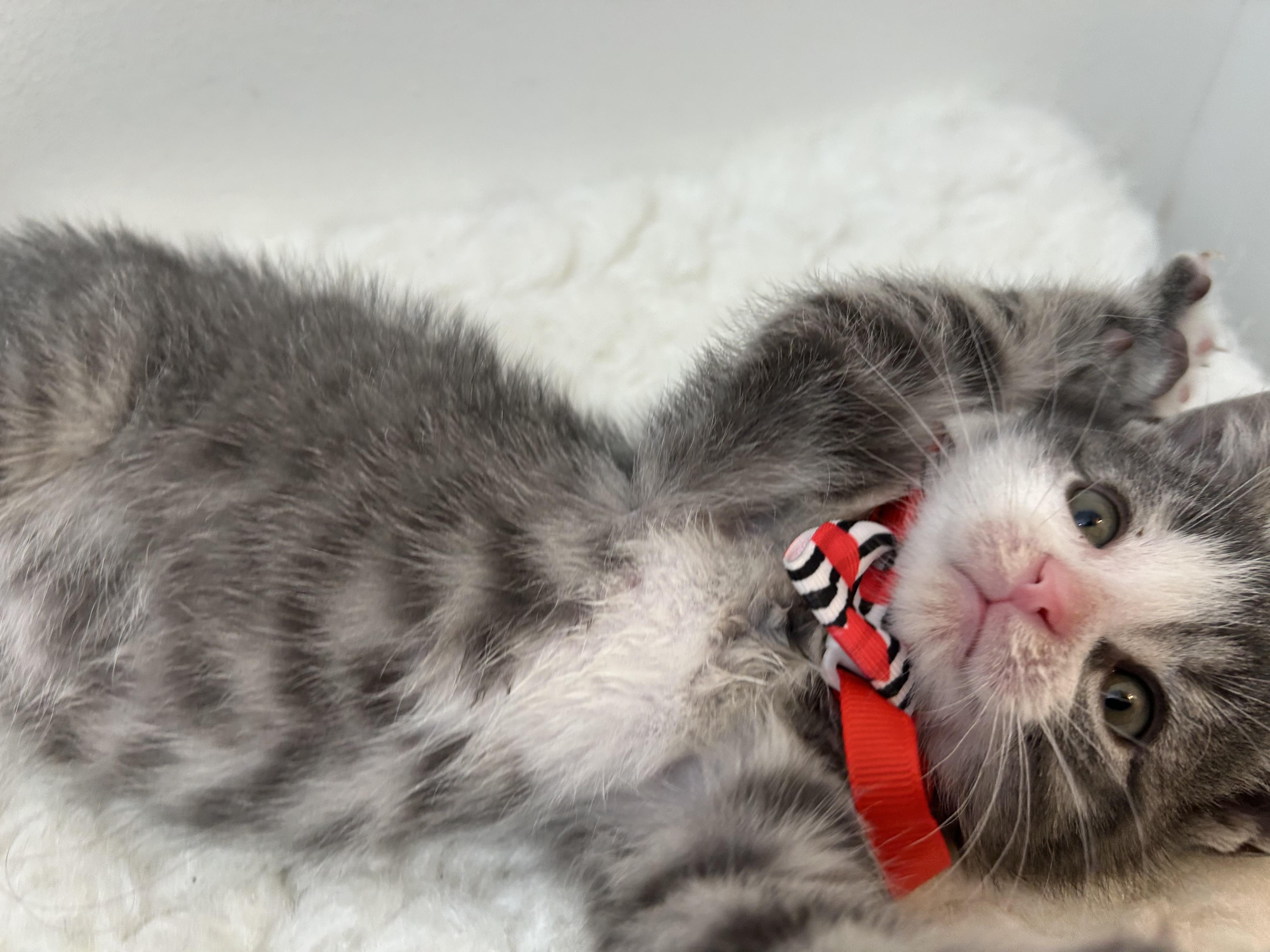 Enlarge Winter , a ADOPTABLE Domestic Short Hair in Wrightstown, NJ image 2/5