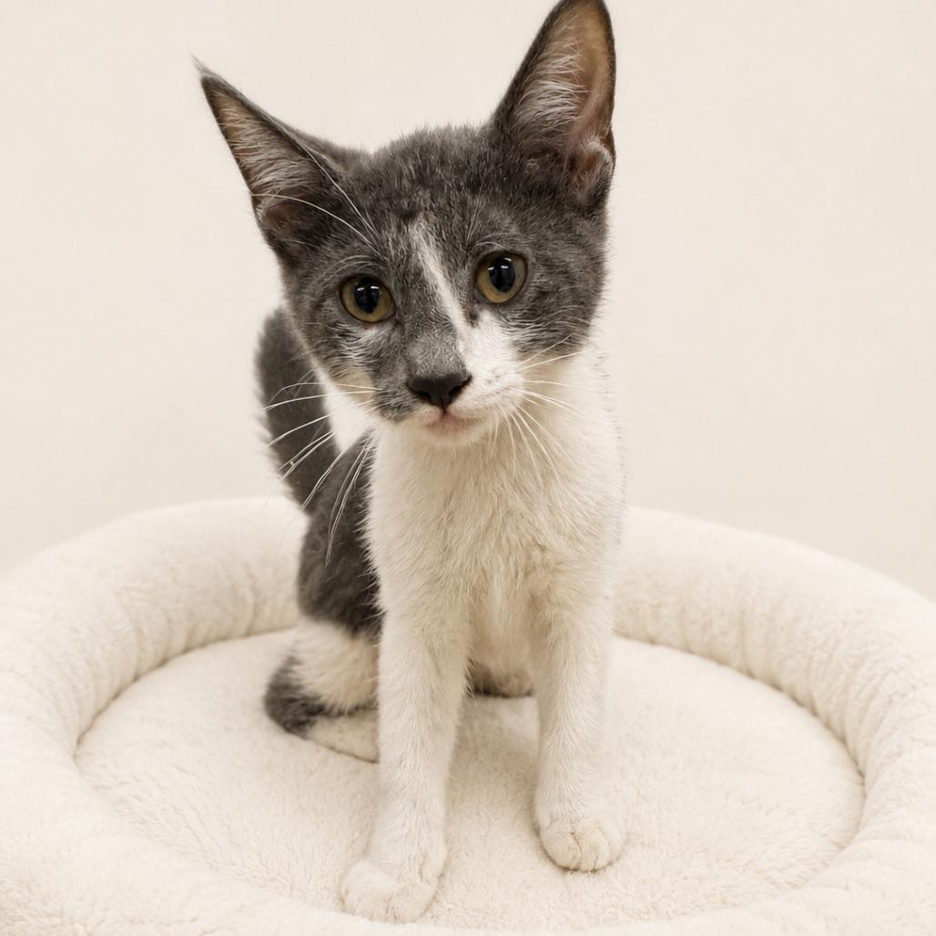 Greta, Adoptable, Kitten Female Domestic Short Hair.
