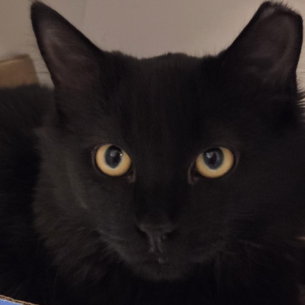 Enlarge Otto, a Adoptable mixed breed in Voorhees, NJ image 1/2