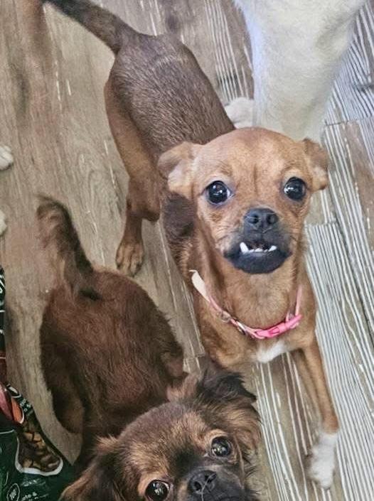 Enlarge Rugrat, a Adoptable mixed breed in Pocatello, ID image 4/6