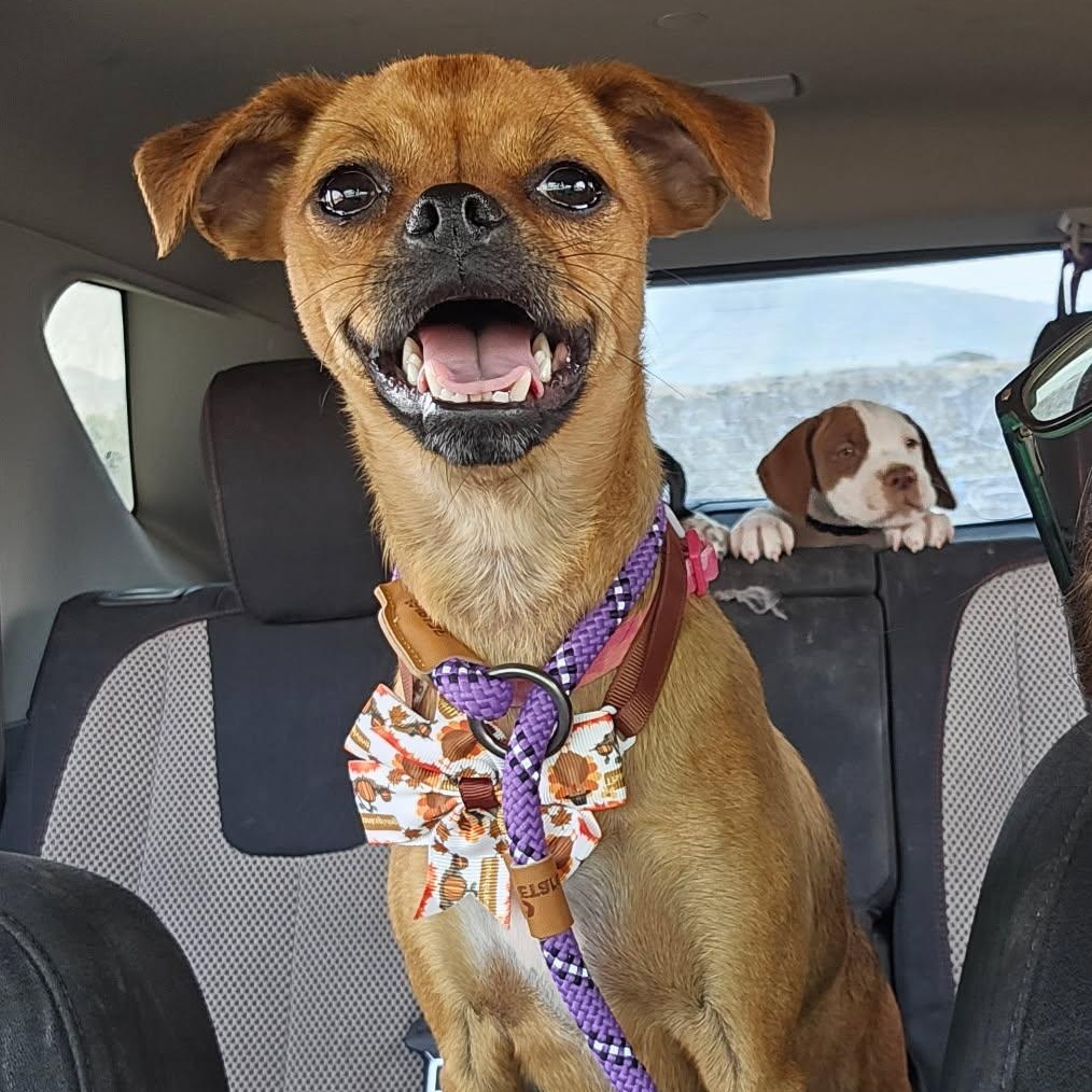 Tootsie, an adoptable mixed breed in Pocatello, ID image 1/6