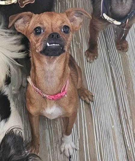 Enlarge Rugrat, a Adoptable mixed breed in Pocatello, ID image 2/6