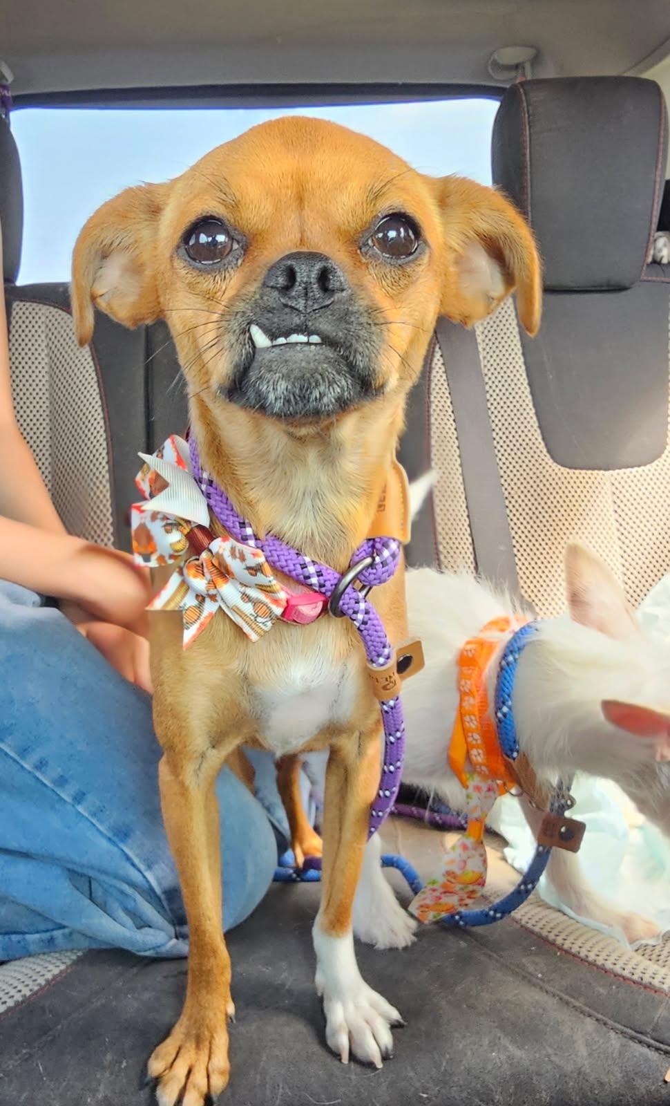 Tootsie, an adoptable mixed breed in Pocatello, ID image 2/6