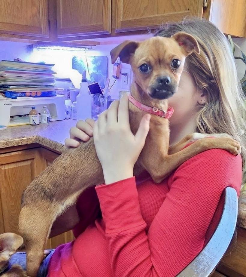 Enlarge Rugrat, a Adoptable mixed breed in Pocatello, ID image 3/6