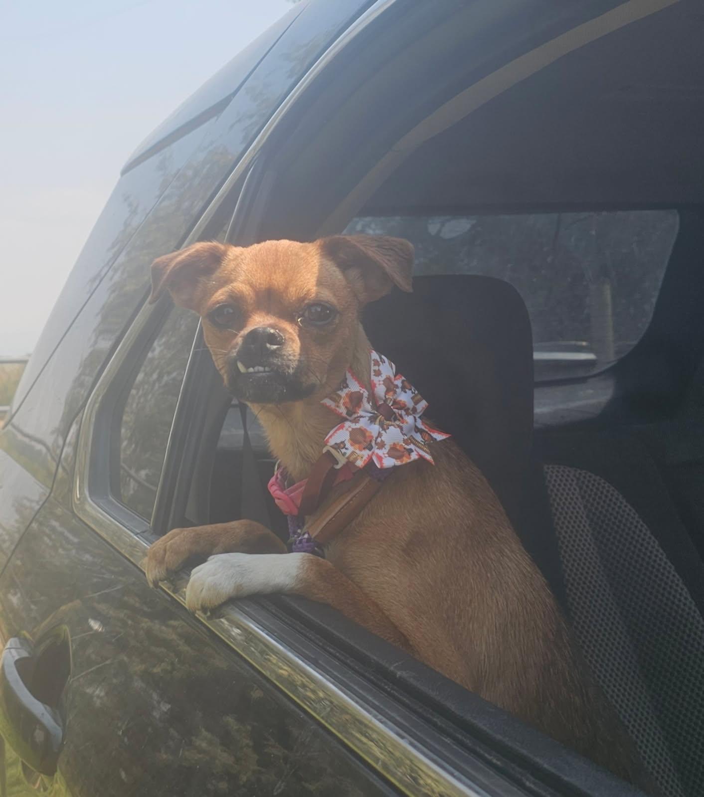 Tootsie, an adoptable mixed breed in Pocatello, ID image 4/6