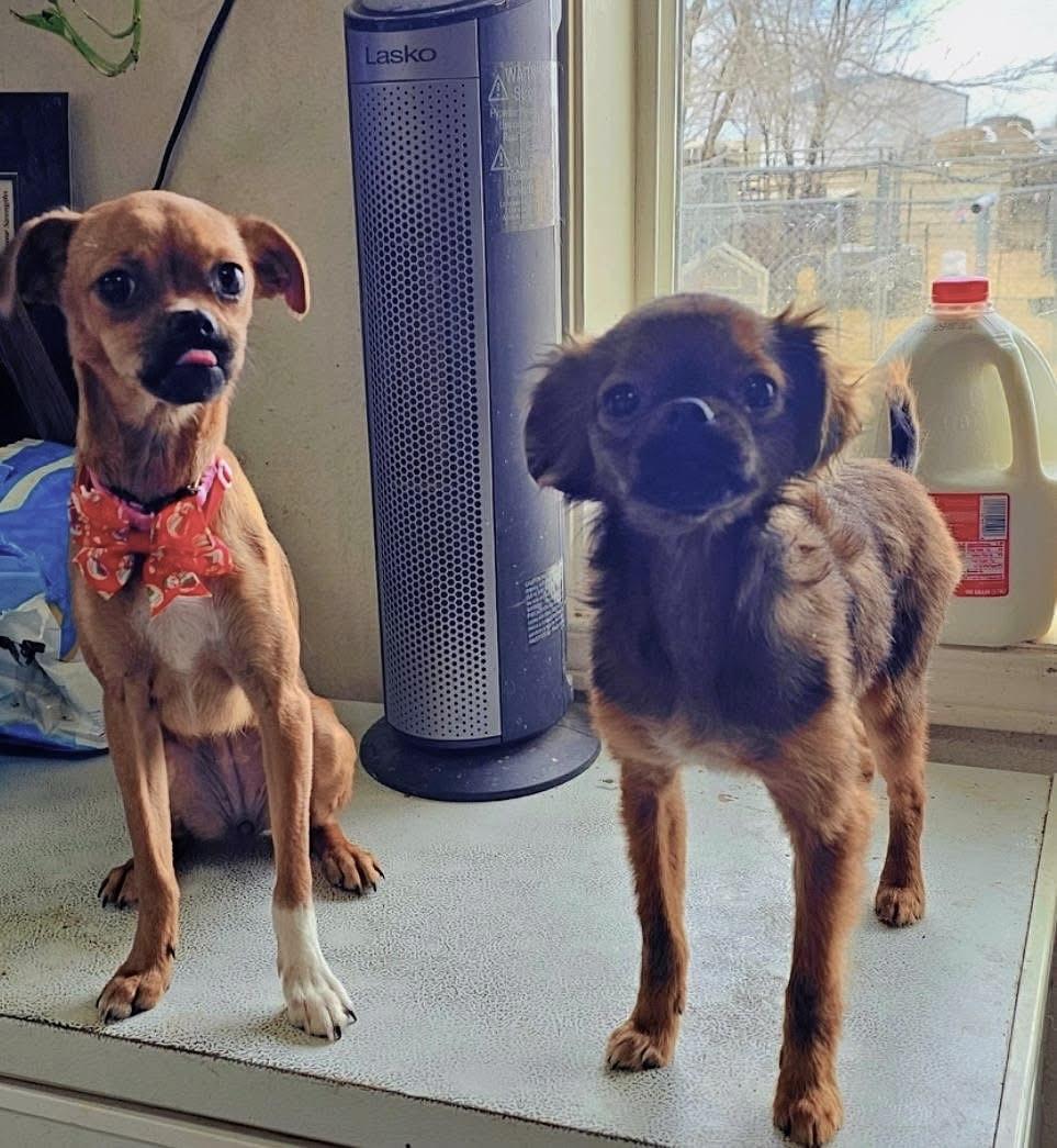 Enlarge Rugrat, a Adoptable mixed breed in Pocatello, ID image 6/6