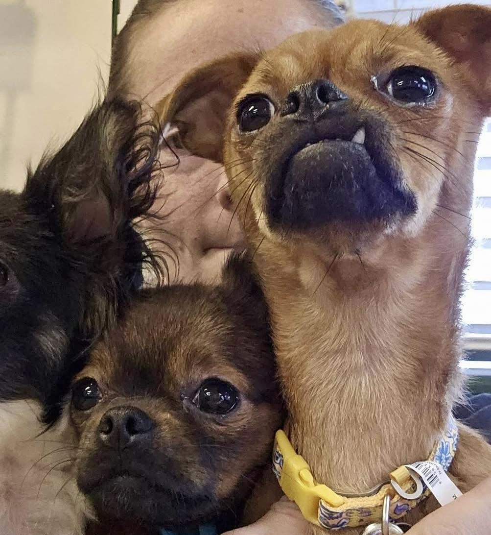 Enlarge Rugrat, a Adoptable mixed breed in Pocatello, ID image 5/6