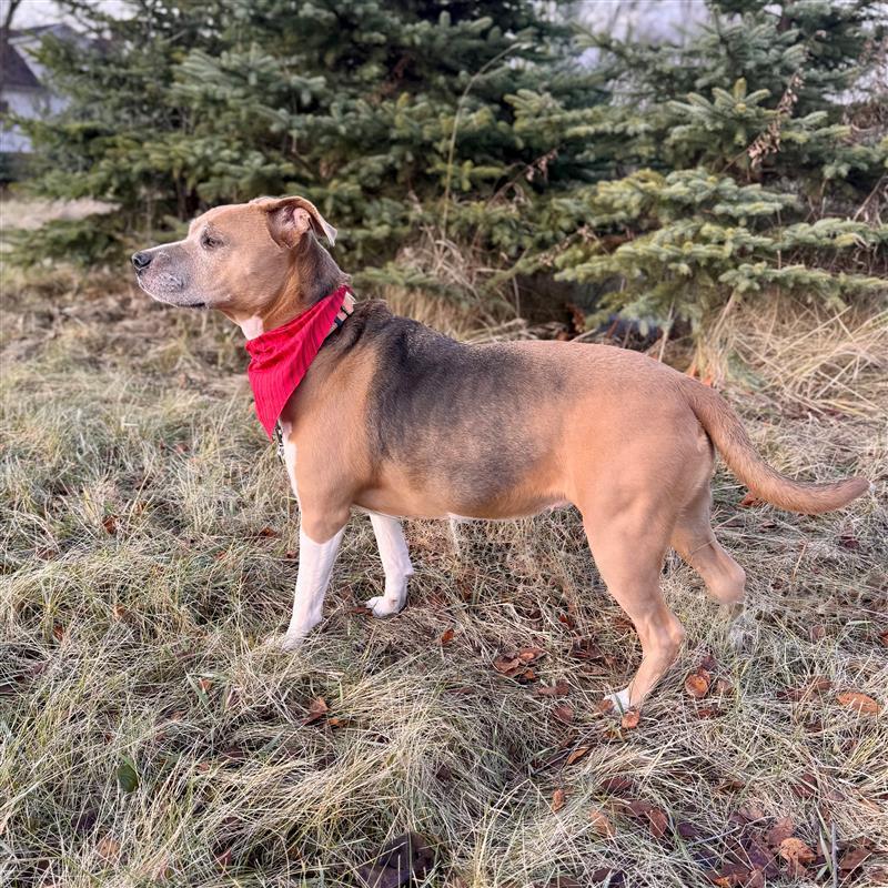 Lizzy - Sponsored, no adoption fee!, an adoptable Beagle, Terrier in Midland, MI, 48641 | Photo Image 1